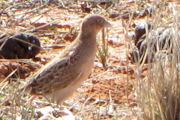 Little Button-quail (Turnix velox)